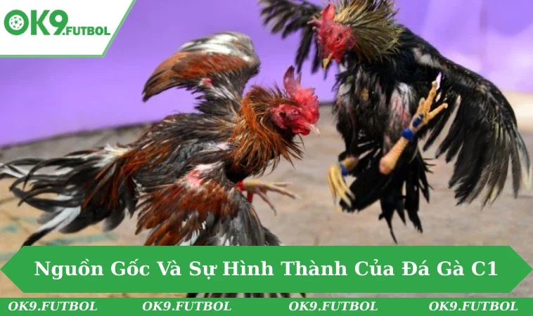 Khám Phá Sức Hút Đá Gà C1 - Sới Gà Hàng Đầu Hiện Nay 1 Khán đài sới gà C1 chật kín, ánh đèn rực rỡ bao quanh sàn đấu.