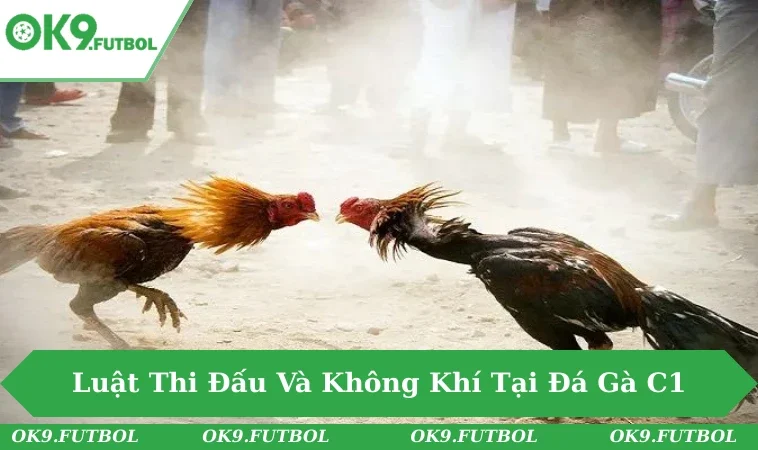 Khám Phá Sức Hút Đá Gà C1 - Sới Gà Hàng Đầu Hiện Nay 2 Trọng tài tại C1 đang kiểm tra gà trước khi trận đấu chính thức bắt đầu.