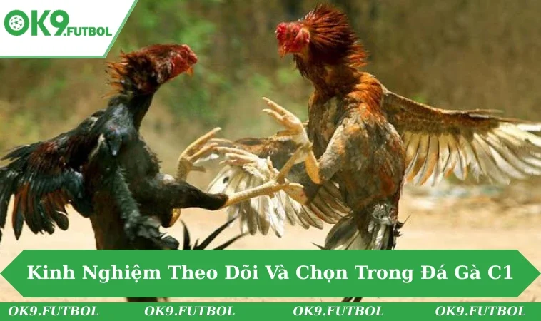 Khám Phá Sức Hút Đá Gà C1 - Sới Gà Hàng Đầu Hiện Nay 3 Từng cử động nhỏ của hai chiến kê tại C1 trong thế đối mặt.