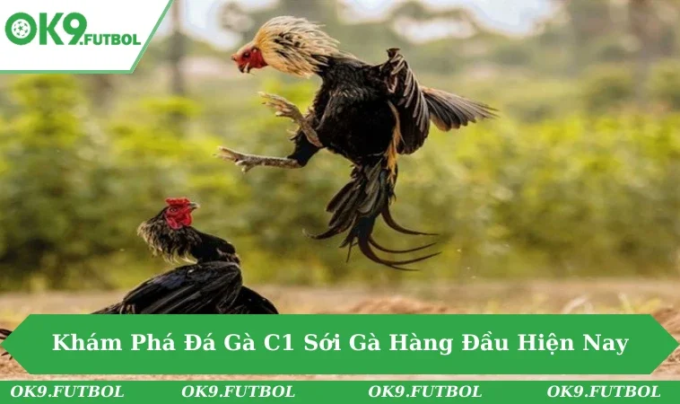 Khám Phá Sức Hút Đá Gà C1 - Sới Gà Hàng Đầu Hiện Nay 5 Đá Gà C1