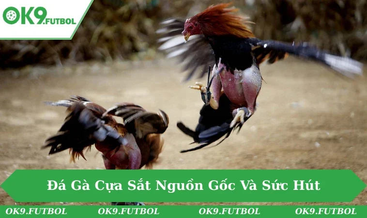 Chi Tiết Đá Gà Cựa Sắt - Màn So Tài Đỉnh Cao Của Gà Chiến 1 Sân đá gà cựa sắt với khán giả cổ vũ nhiệt tình.