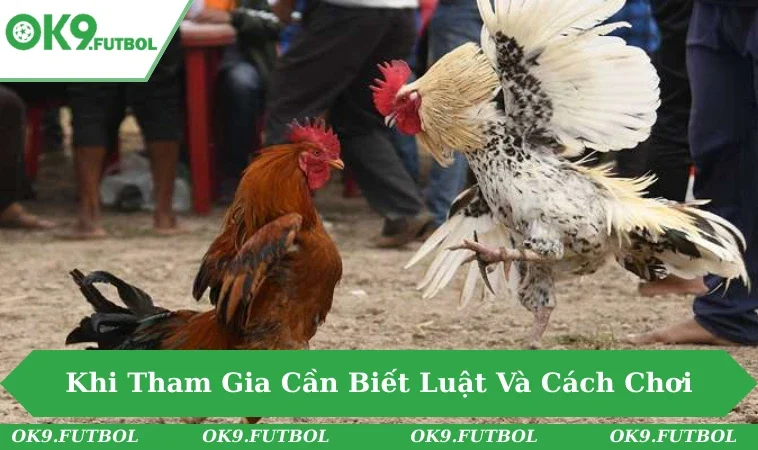 Chi Tiết Đá Gà Cựa Sắt - Màn So Tài Đỉnh Cao Của Gà Chiến 2 Trọng tài kiểm tra cựa sắt trước khi trận đấu bắt đầu