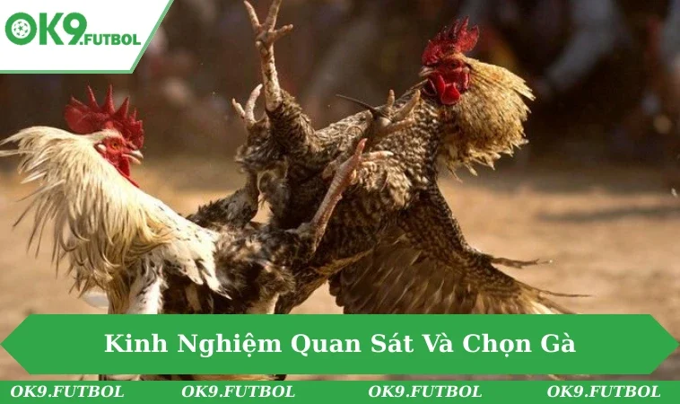 Chi Tiết Đá Gà Cựa Sắt - Màn So Tài Đỉnh Cao Của Gà Chiến 3 Người theo dõi chăm chú phân tích chiến kê trong trận cựa sắt.