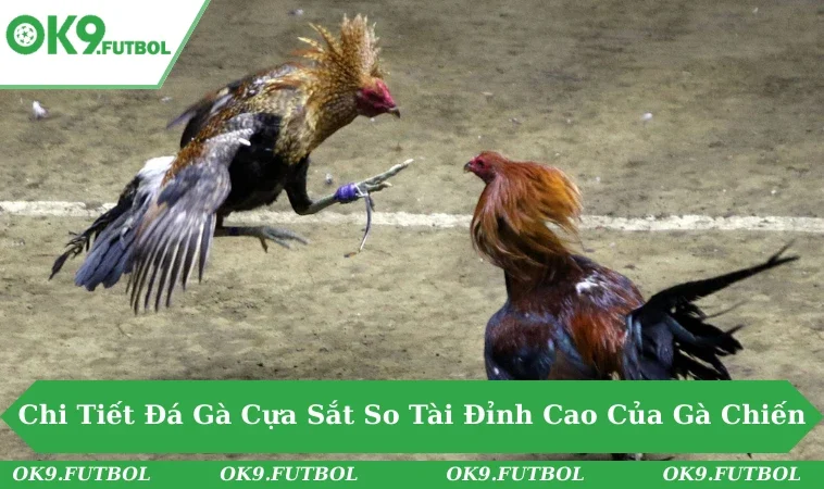 Chi Tiết Đá Gà Cựa Sắt - Màn So Tài Đỉnh Cao Của Gà Chiến 4 Đá Gà Cựa Sắt