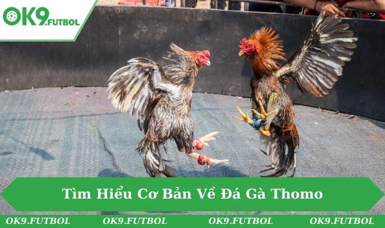 Bí Quyết Chơi Đá Gà Thomo - Trò Chơi Kịch Tính Đầy Hấp Dẫn 1 Trường gà Thomo luôn mang không khí sôi động