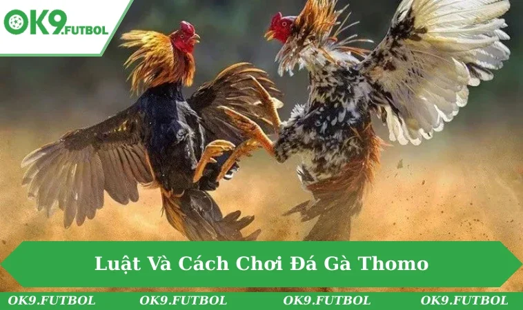Bí Quyết Chơi Đá Gà Thomo - Trò Chơi Kịch Tính Đầy Hấp Dẫn 2 Trọng tài giám sát trận đấu gà Thomo luôn công bằng, minh bạch