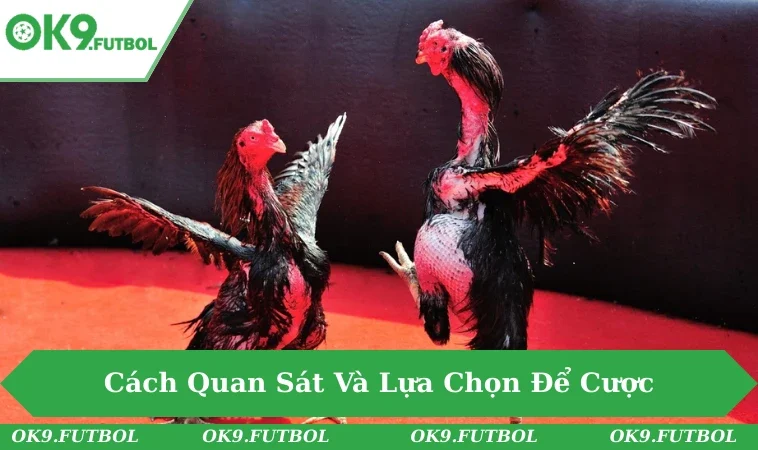 Bí Quyết Chơi Đá Gà Thomo - Trò Chơi Kịch Tính Đầy Hấp Dẫn 3 Người theo dõi chăm chú quan sát gà chiến trong trận Thomo